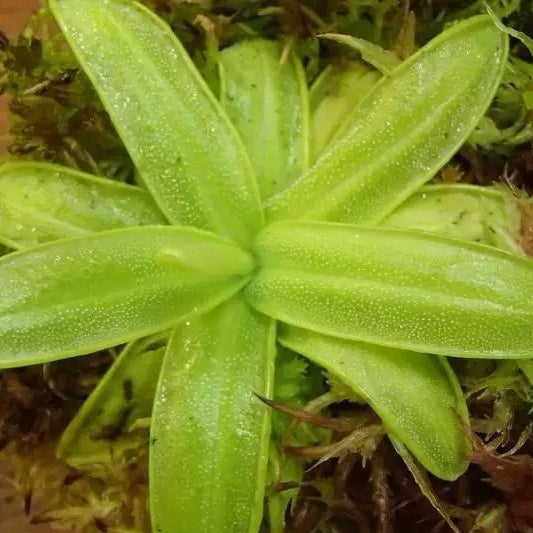 Pinguicula Primuliflora