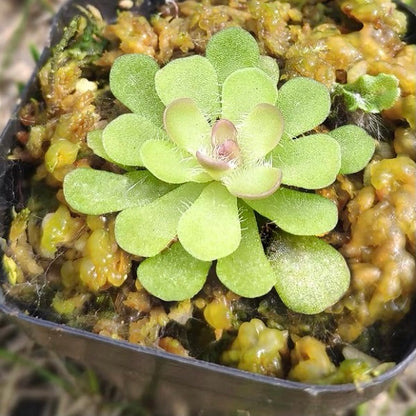 Pinguicula Rotundiflora