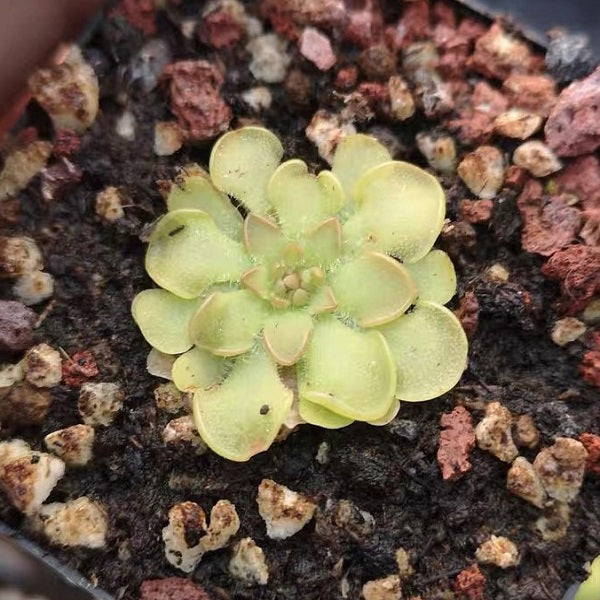 Pinguicula Rotundiflora