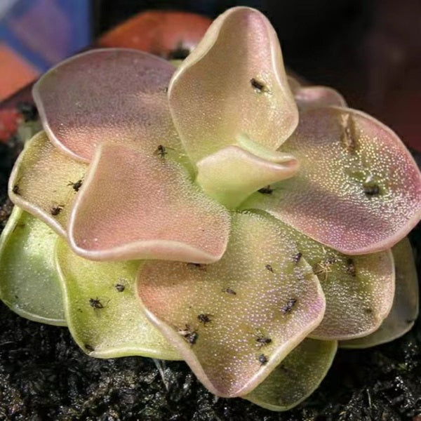 Pinguicula 'Sethos'