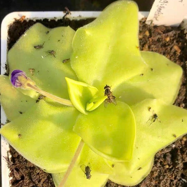 Pinguicula Tina