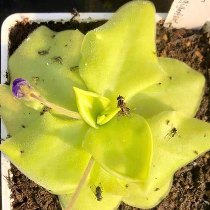 Pinguicula Tina