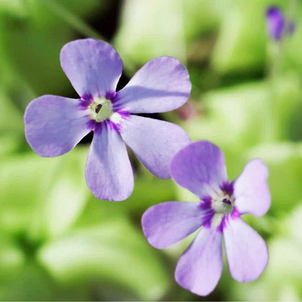 Pinguicula Tina