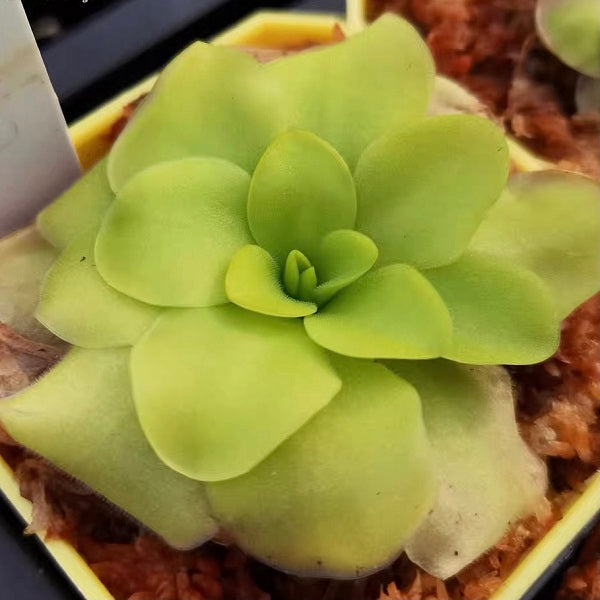 Pinguicula Tina