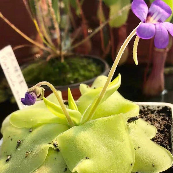 Pinguicula Tina