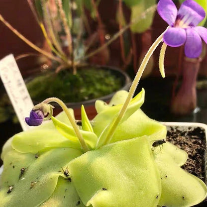 Pinguicula Tina