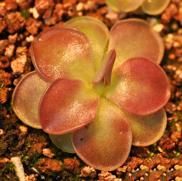 Pinguicula Weser