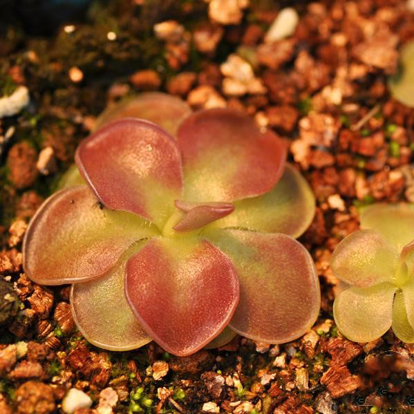 Pinguicula Weser