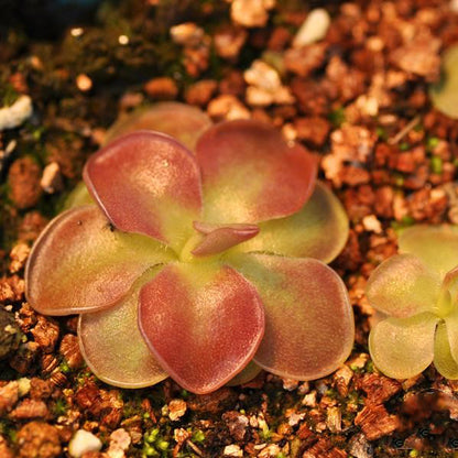 Pinguicula Weser