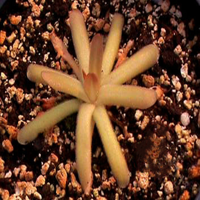 Gracilis  Moctezumae ( Pinguicula spp. )