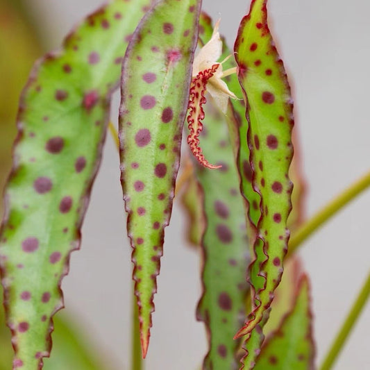 Pink Spotted Begonia ( Begonia amphioxus )
