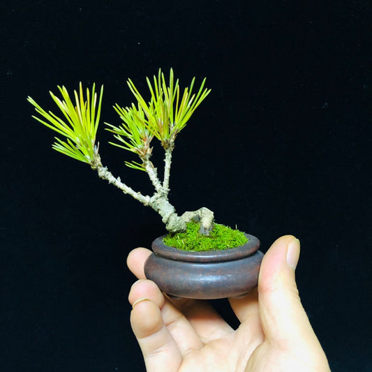Black pine Parl  (Pinus thunbergii )