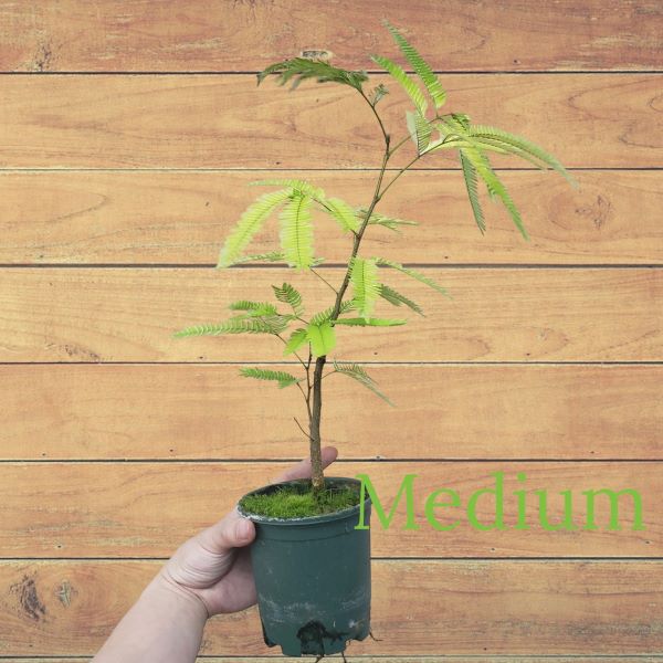 Everfresh Tree ( Pithecellobium confertum ) for Sale My Home