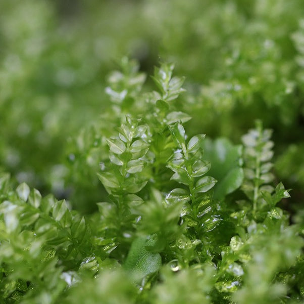 Plagiomnium Moss (Plagiomnium acutum)