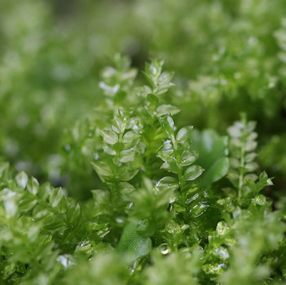 Plagiomnium Moss (Plagiomnium acutum)