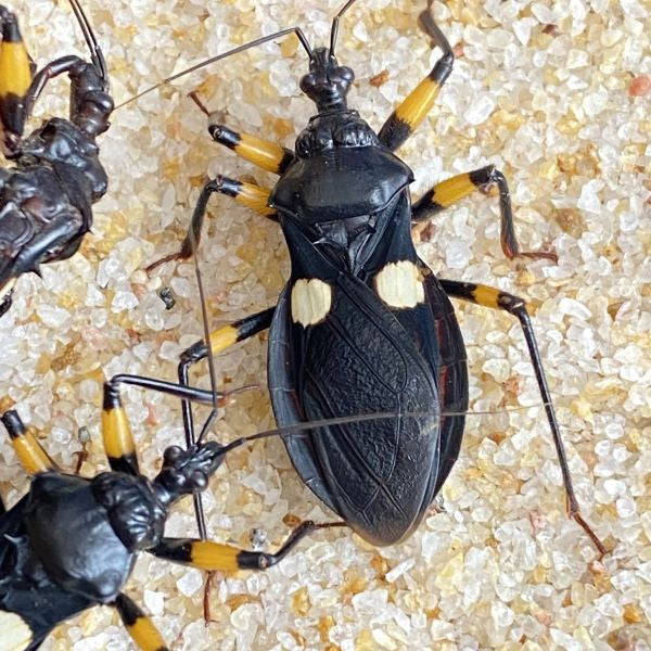 White Spotted Assassin Bug (Platymeris biguttata)