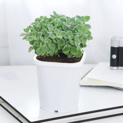 cerveza and lime plant indoor care Plectranthus ' Cerveza'n Lime ' for Sale
