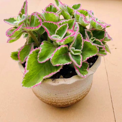 Swedish Ivy (Plectranthus coleoides .Var)