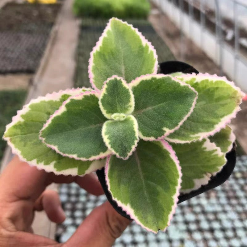 Swedish Ivy (Plectranthus coleoides .Var)