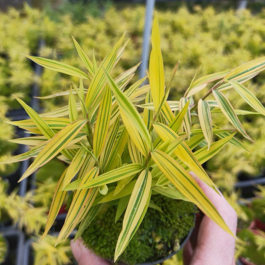 Golden Bamboo（Acorus sp.）
