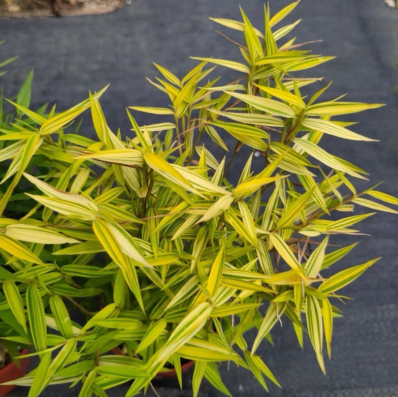 Golden Bamboo（Acorus sp.）