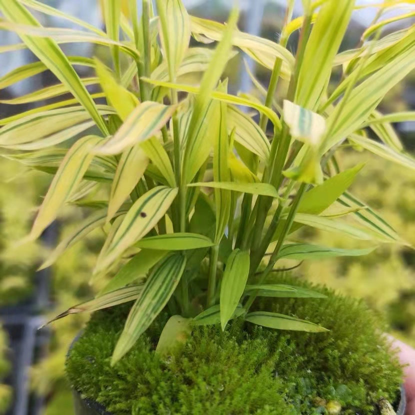 Golden Bamboo（Acorus sp.）