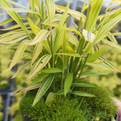 Golden Bamboo（Acorus sp.）