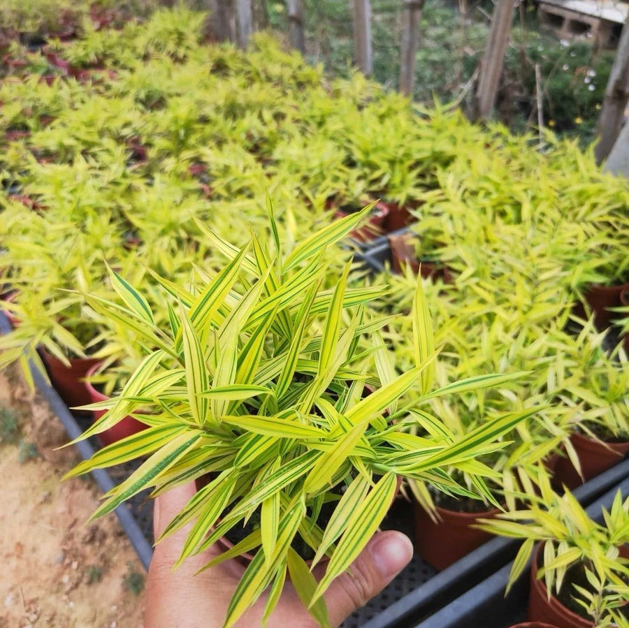 Golden Bamboo（Acorus sp.）
