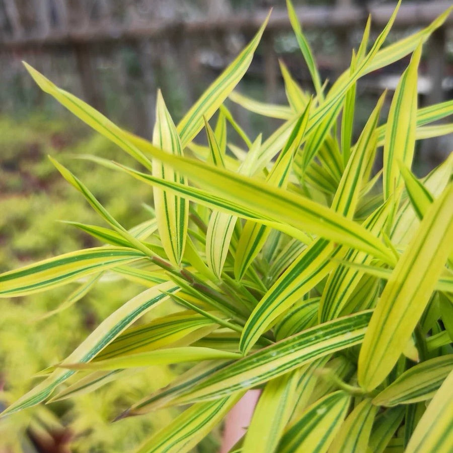 Golden Bamboo（Acorus sp.）