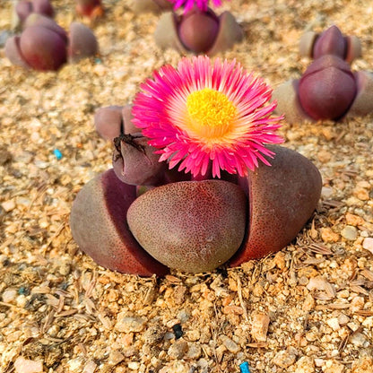 split rock succulent for sale Pleiospilos nelii 'Rubra' for Sale