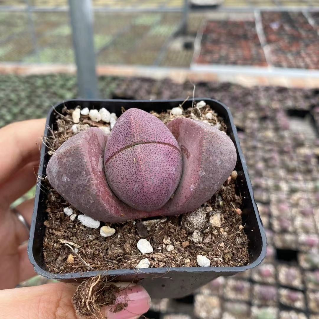 Pleiospilos nelii ‘Rubra’