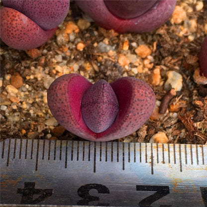 Pleiospilos nelii ‘Rubra’