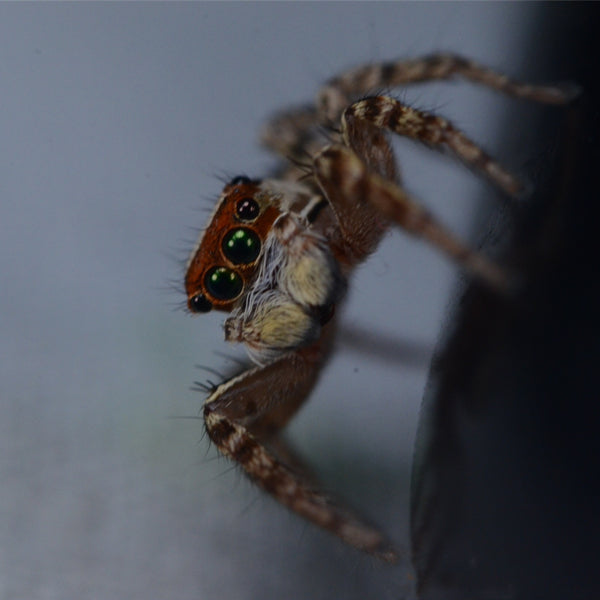 Green Eyes Jumping Spider (Plexippus petersi)