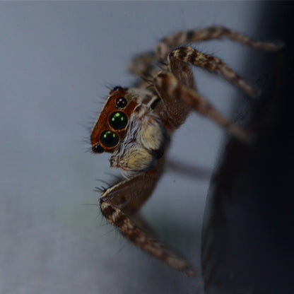 Green Eyes Jumping Spider (Plexippus petersi)