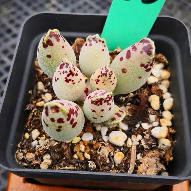 Plover Egg Plant ( Adromischus cooperi festivus )