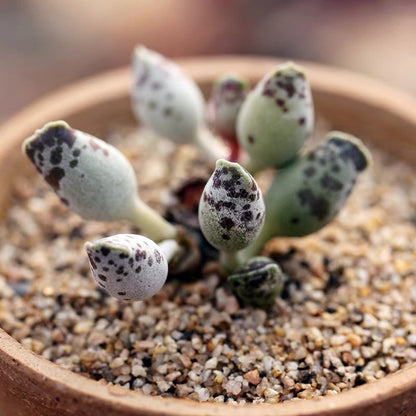 plover eggs succulent Plover Egg Plant ( Adromischus cooperi festivus ) for Sale