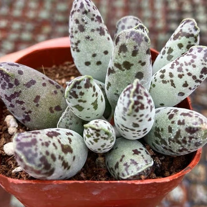 Plover Egg Plant ( Adromischus cooperi festivus )