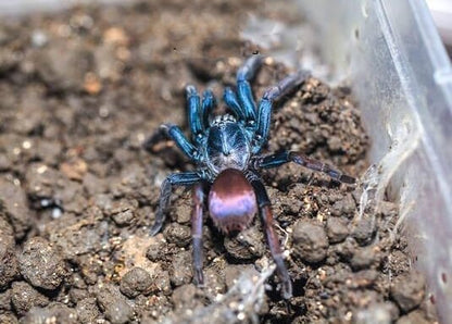 Polychromatic Earth Tiger Tarantula (Thrigmopoeus psychedelicus)
