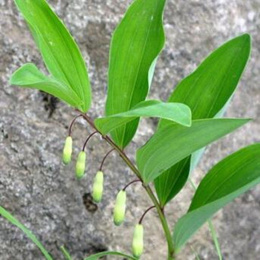 Polygonatum Odoratum ( Angular solomon's-seal )