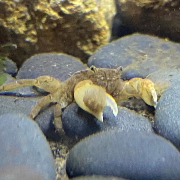 Pom Pom Crab (Ptychognathus barbatus)