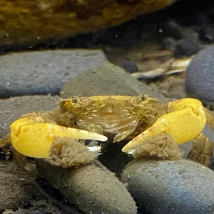 Pom Pom Crab (Ptychognathus barbatus)