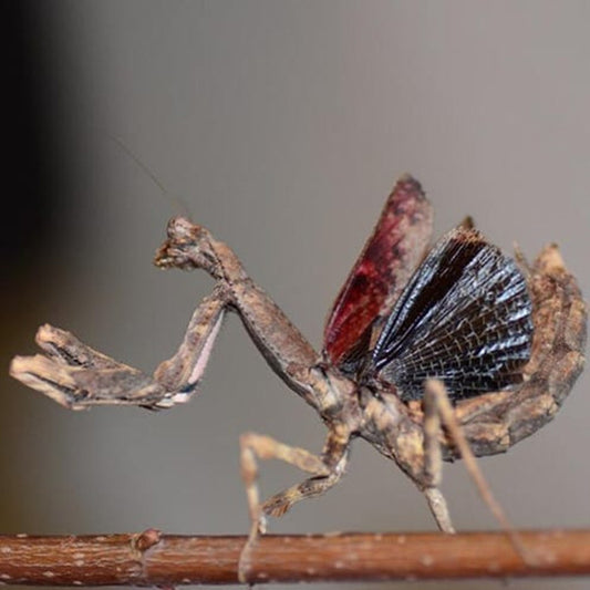 Popa Spurca (African twig mantis)