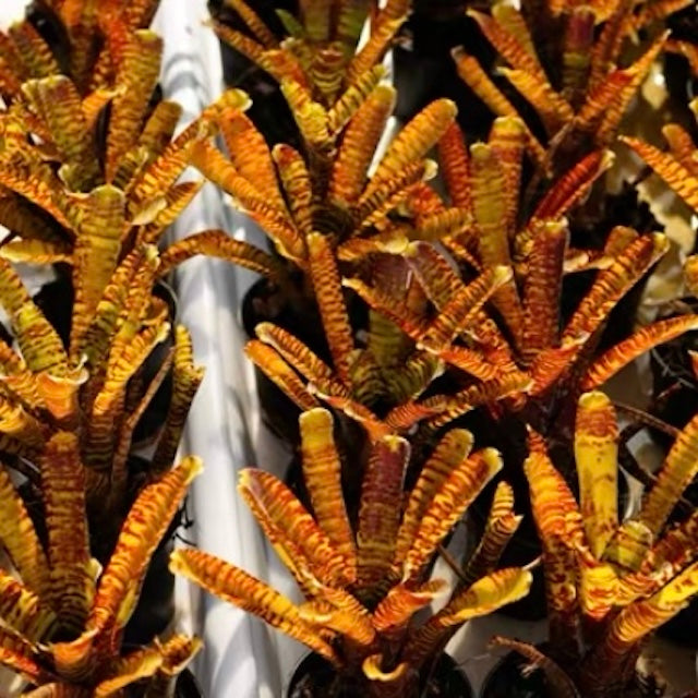 Popoki (Bromeliad Neoregelia)