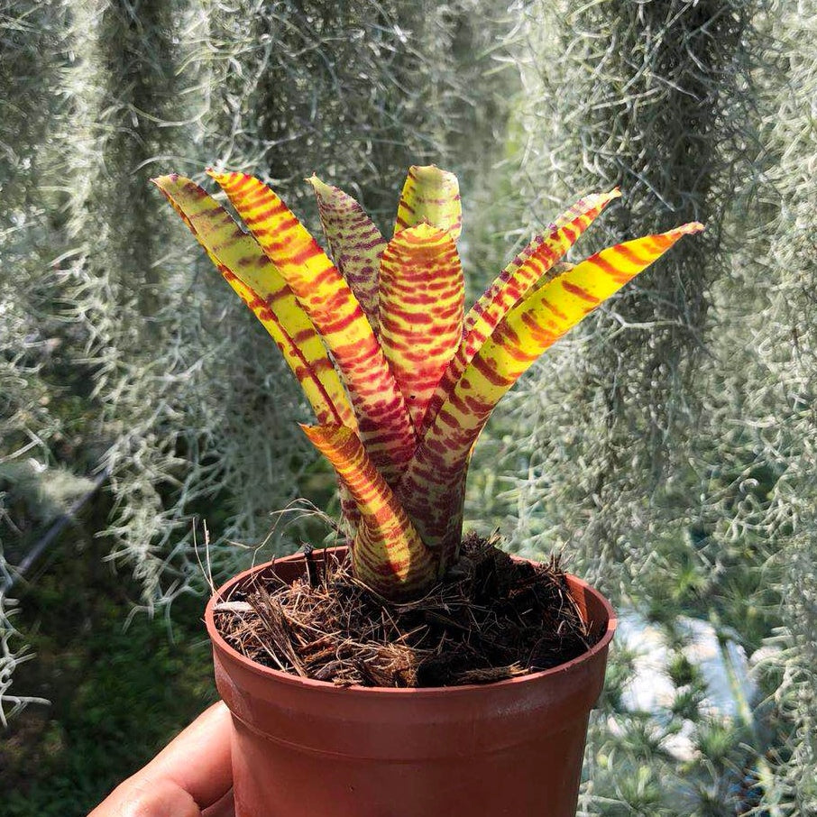 Popokia Popoki (Bromeliad Neoregelia) for Sale | My Home Nature