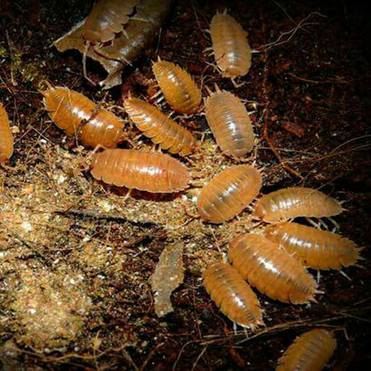 Orange Isopods (Porcellio laevis)