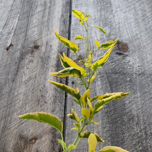 Yellow Zebra ( Solanum jasminoides )
