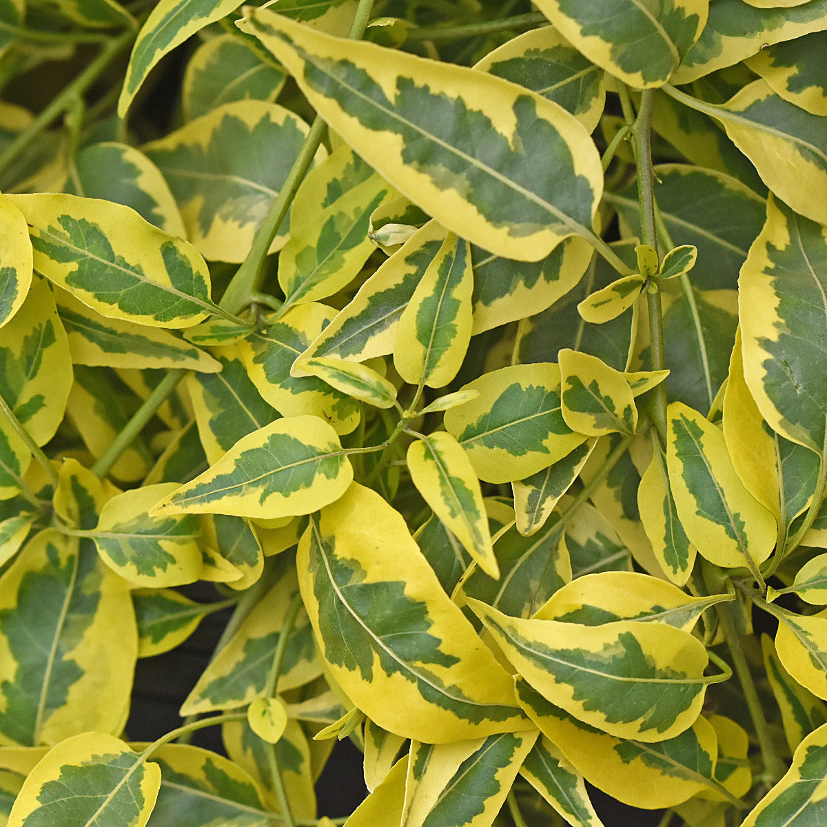 Yellow Zebra ( Solanum jasminoides )
