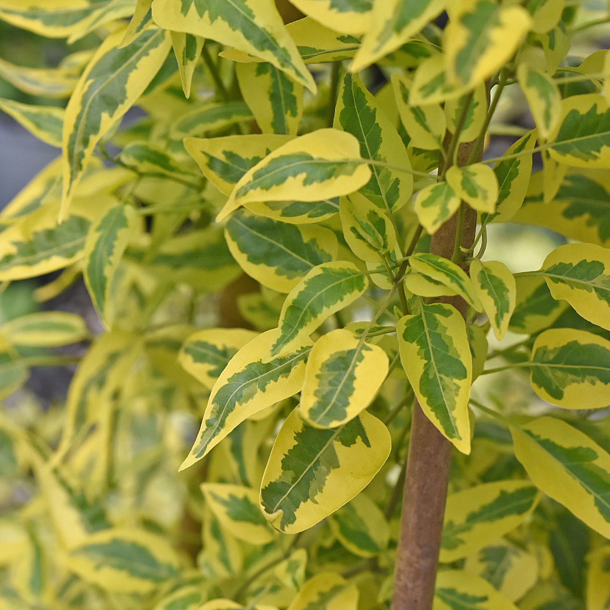 Yellow Zebra ( Solanum jasminoides )