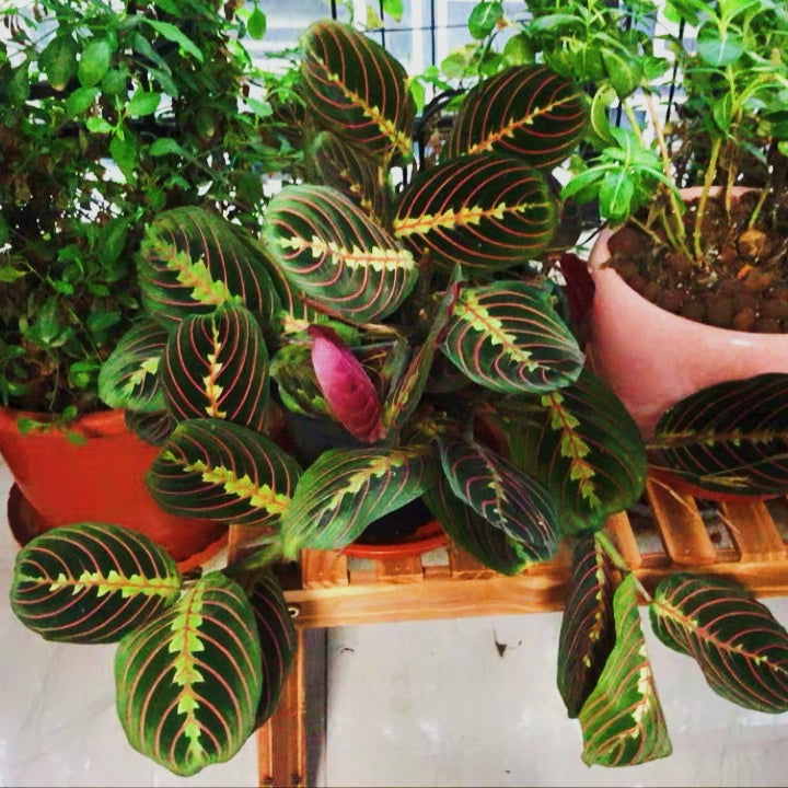 Maranta leuconeura var.erythroneura