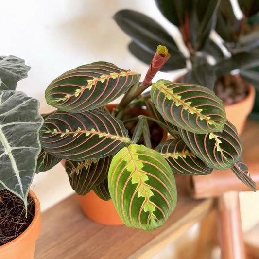 Maranta leuconeura var.erythroneura